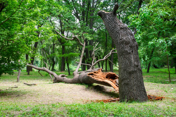 Best Utility Line Clearance  in Harvey, IL