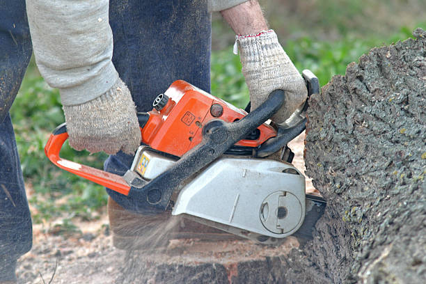 Harvey, IL Tree Services Company