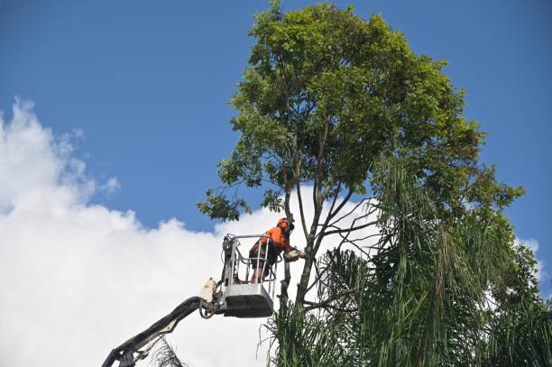 Tree and Shrub Care in Harvey, IL