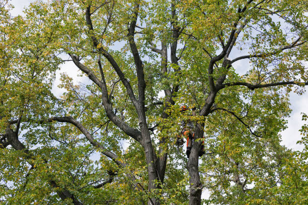 Best Hazardous Tree Removal  in Harvey, IL